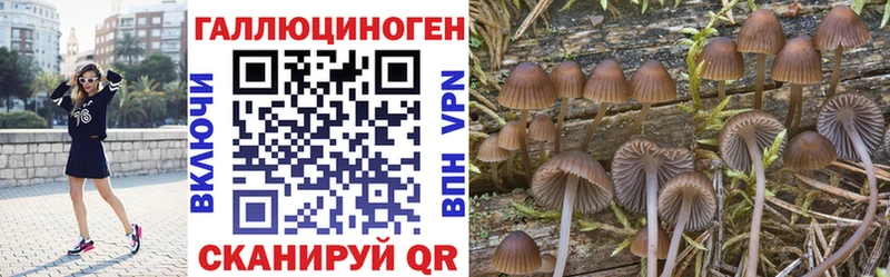 Псилоцибиновые грибы мицелий  закладка  Чадан 